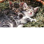 meow together forever