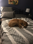 The all pet group