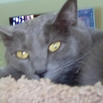 Official kitty ##### group