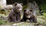 The lil pixies