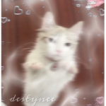D3STYNEE