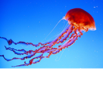 Jellyfish United