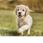 Puppy army!!
