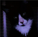 Meow Meow Kitty