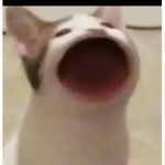 Pop cat gangs