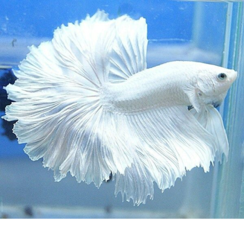 frosty the fish (RIP)