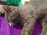 Crazy for cats