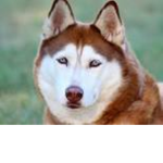 team huskie