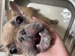 THUNDERPAWS