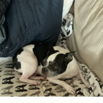 My dog daisy is cute