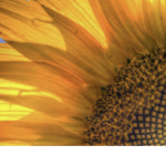 ~ Sunflower Equestrian Stables ~