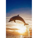 Dolfin divers 123