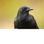 THE BIRD CONFEDERATION
