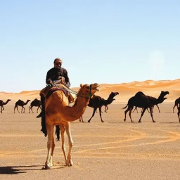 صحراء العرب