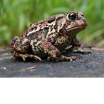 Fred is ALMIGHTY
