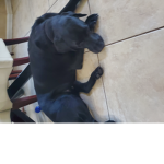 THE DOG FAN LIFE