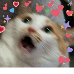 I love kittiens