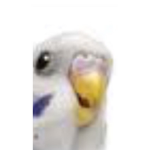 The Low rez picture