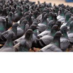 Birds Kingdom