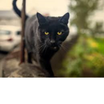 The black cat army