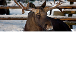 Mooses have feelings
