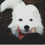 ~Clan; FoxLovers!~