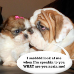 I like dogs and dogs like me