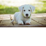A Winning Dog forever