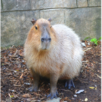 Capybara Group for Capys