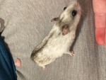 Hamster group24