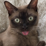 Black Cat Licks