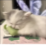 ⋆ vinnies fairies ⋆