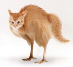 meowsie 2