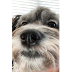 we like dogs for life aw yea lets go doggo