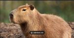 kansas city capybaras