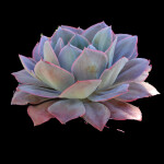 ####### Apartment | Washington DC