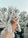 Kitty_Fan_Group