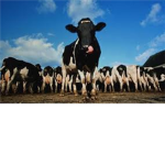 C.P.O.R. (COW PROTECTORS OF ROBLOX)