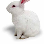 Bunniessssssssssssss