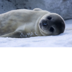 Manys