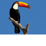 Pleased_toucans