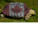 Turtles Family