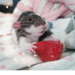 ~-Strawberry Rats-~