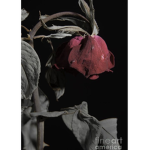 Raven's Roses