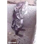 Shower Rat Clothing