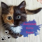 Awesome Kitty Fans!!!🐱