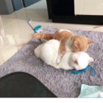The kitten Family!!