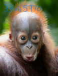 [cc] MONKEYYS