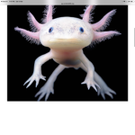 Axolotl proz