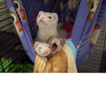 FERRETS FOR LIFE!